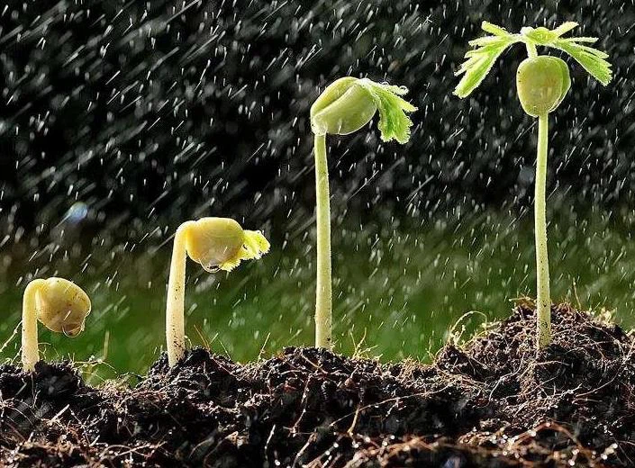 Kinetin Promote germination and break the dormancy of side shoots Kinetin Promote germination and break the dormancy of side shoots