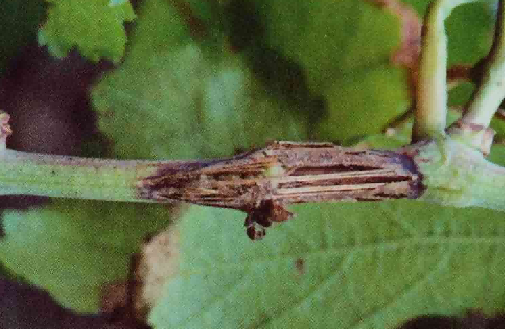 Early symptoms of grape branch blight