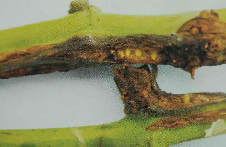 Grape Blight Symptoms