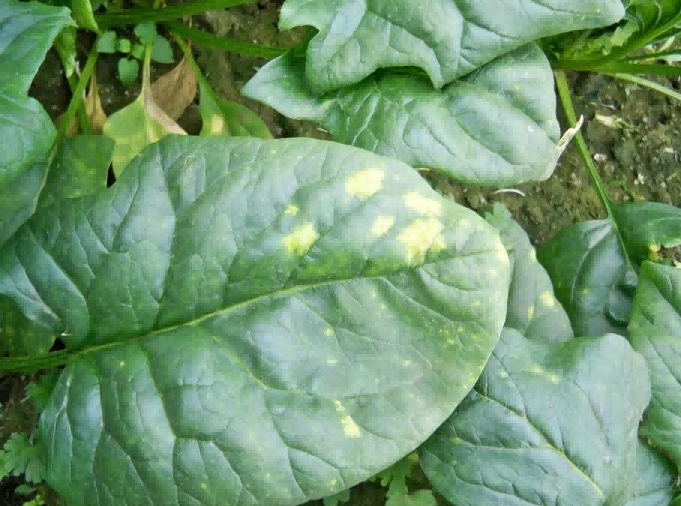 spinach downy mildew