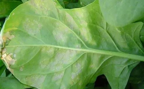 spinach downy mildew1