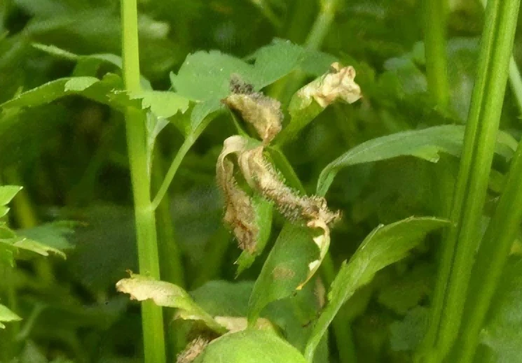 celery gray mold 2